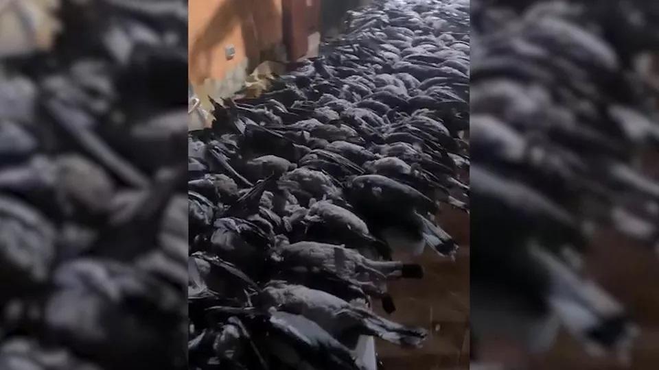 Un "frame" del video pubblicato dai 5 cacciatori