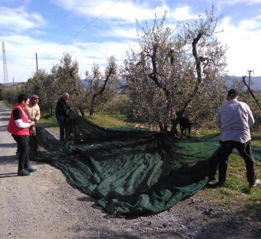 In calo la produzione di olio Evo Igp ma il mercato estero consente profitti 