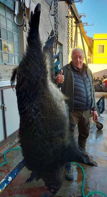 Abbattuto cinghiale record