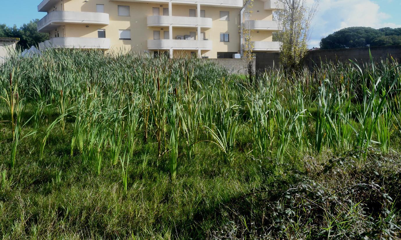 Una piccola oasi cresce spontanea