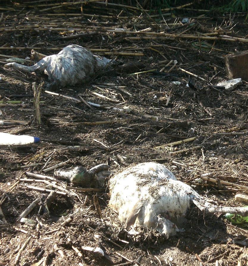 Danni dal maltempo, c’è tempo sino a lunedì per gli indennizzi