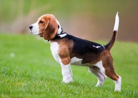 Tradita e poi lasciata va via di casa col cane e l’ex la denuncia: è mio