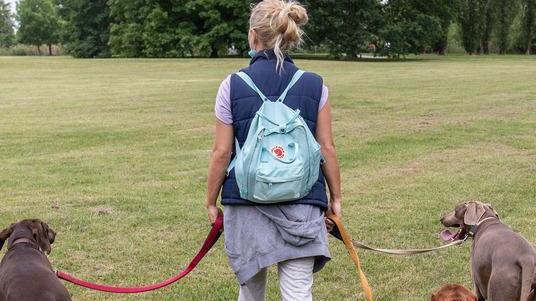 Con il nuovo regolamento a Volterra c’è il pronto soccorso animale