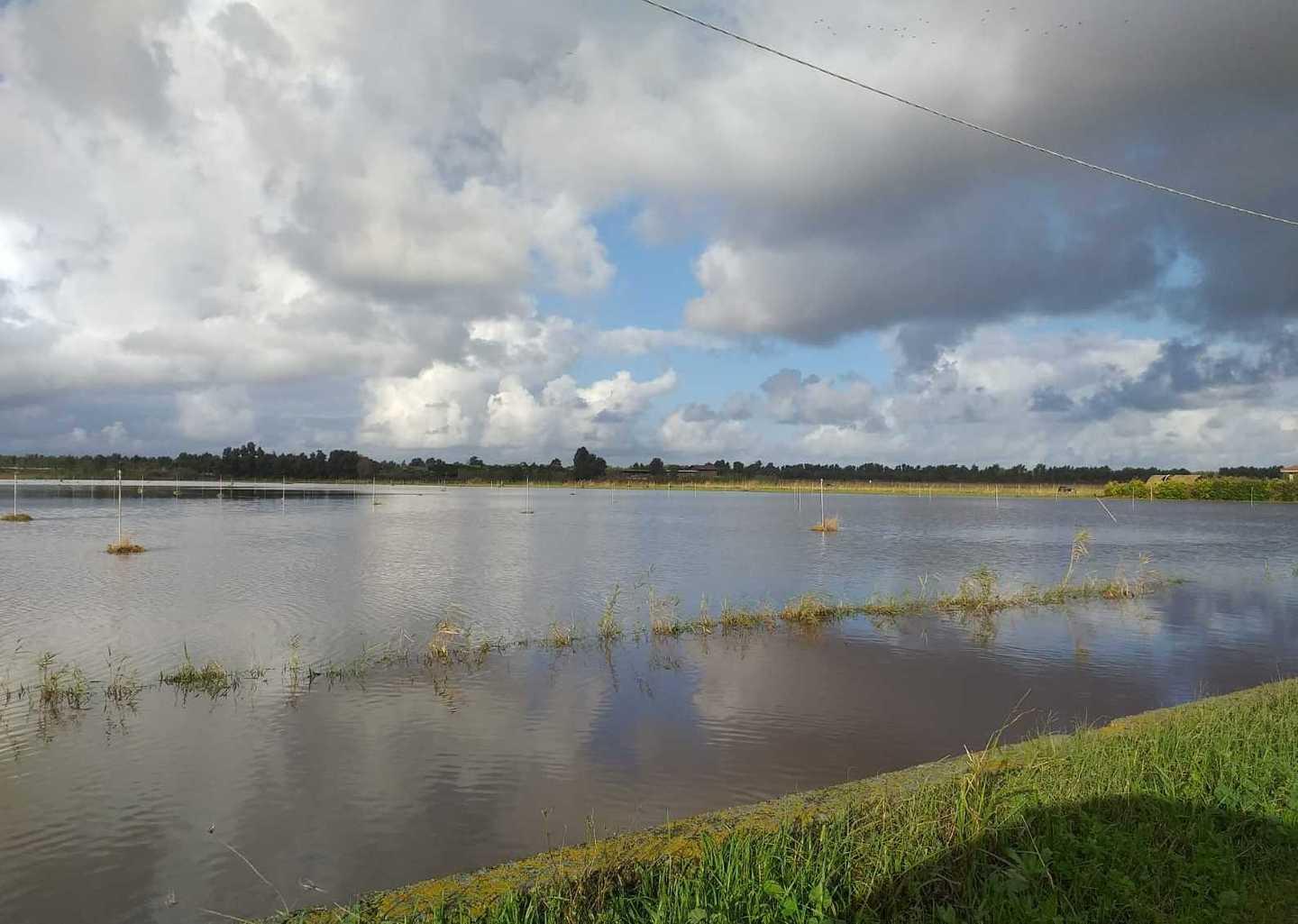 Troppa pioggia, colture devastate 