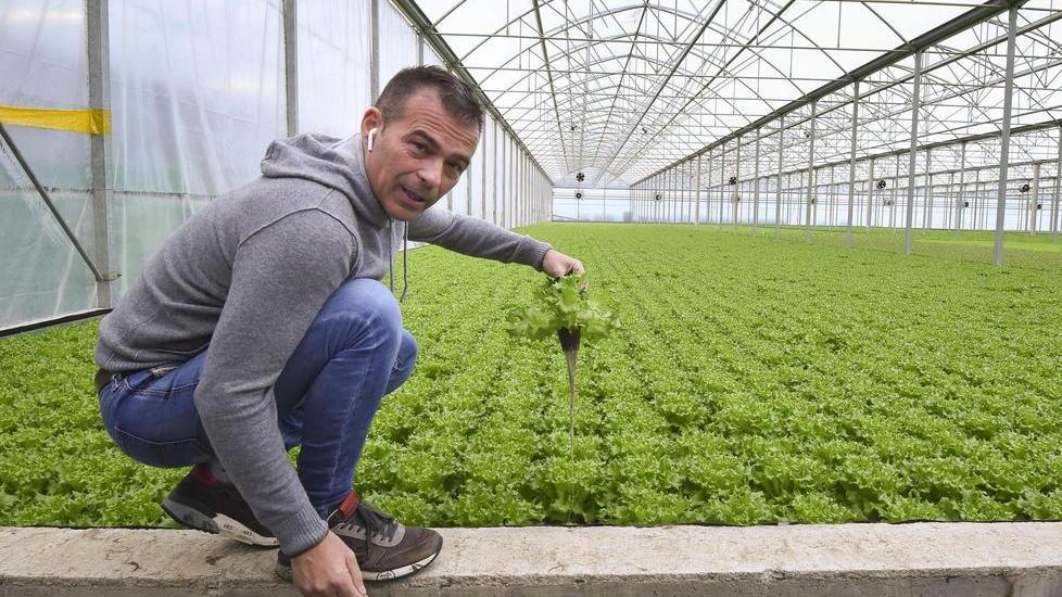 Luigi Galimberti, patron di Sfera Agricola, dentro a una delle sue serre