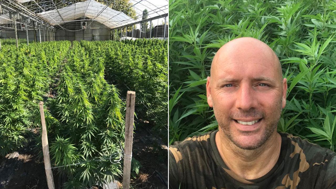 Le piante di marijuana della floricoltura Vecoli in via della Sassaia, nel confine tra Viareggio e Massarosa prima della raccolta e il titolare dell'omonima azienda in cui coltiva canapa indiana