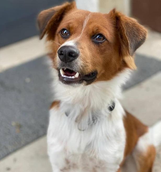 Prima adottati durante il lockdown del 2020 Poi lasciati un anno dopo 