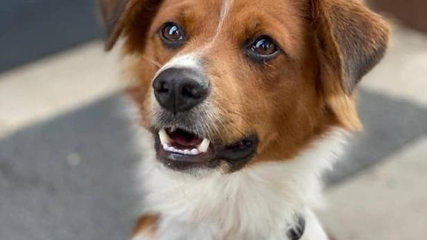 Prima adottati durante il lockdown del 2020 Poi lasciati un anno dopo