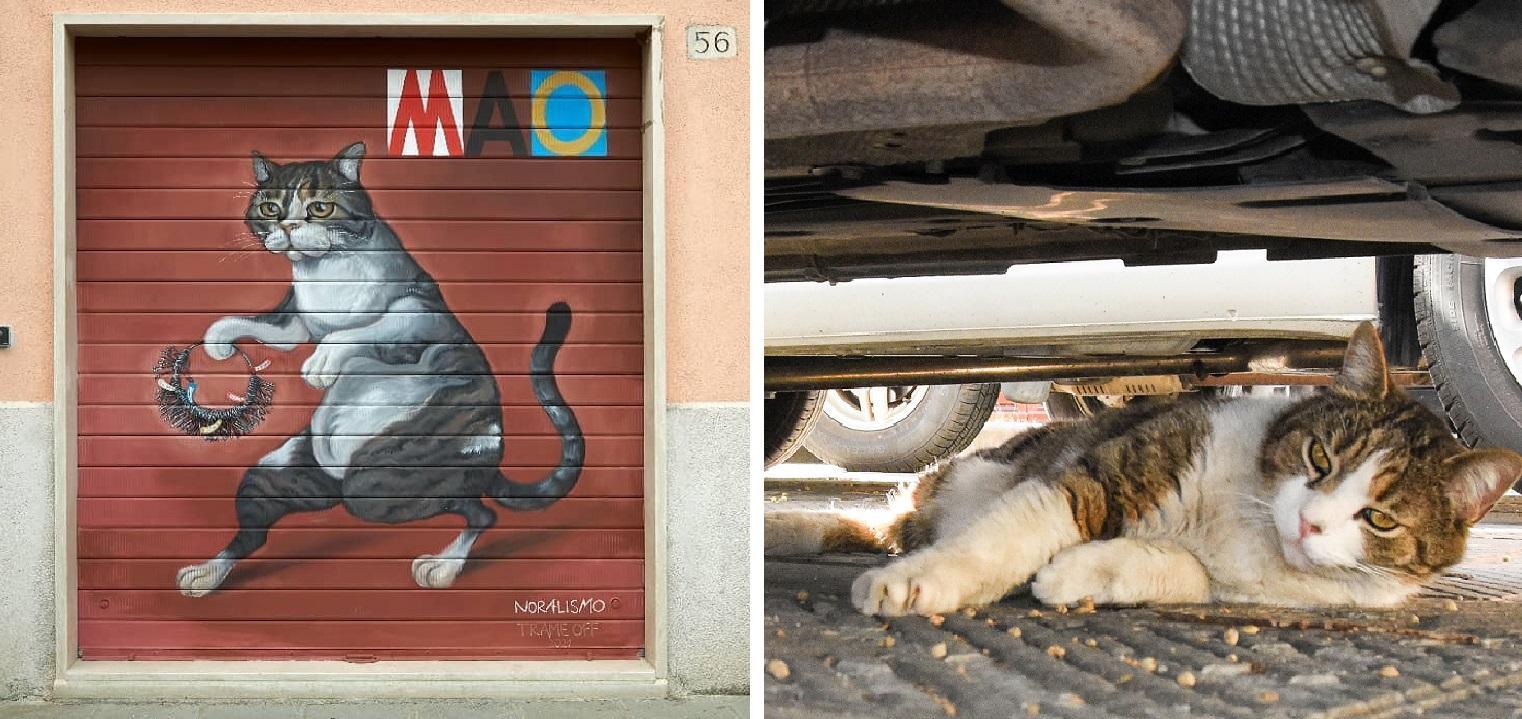 Il gatto Mao nell'opera di Nora Camarri e, a destra, in carne e ossa sdraiato all'ombra di un'auto parcheggiata in piazza della Palma (foto Agenzia Bf)