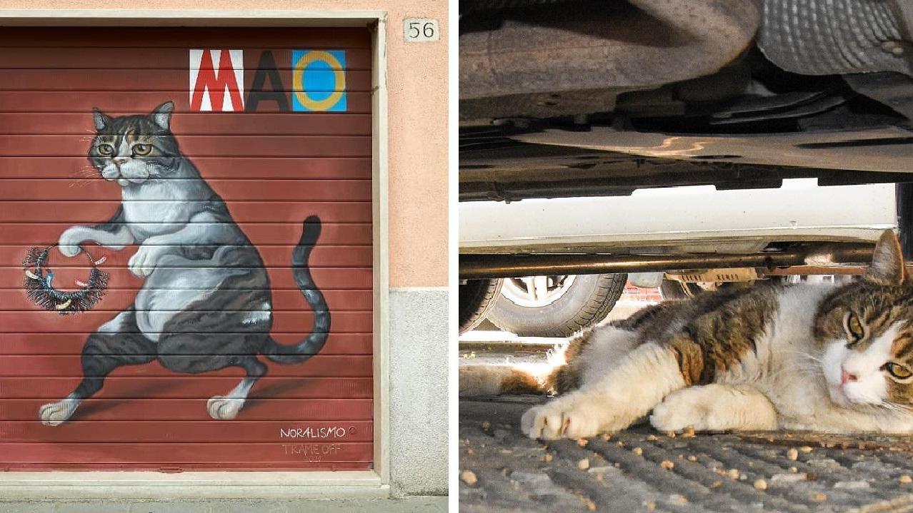 Il gatto Mao nell'opera di Nora Camarri e, a destra, in carne e ossa sdraiato all'ombra di un'auto parcheggiata in piazza della Palma (foto Agenzia Bf)