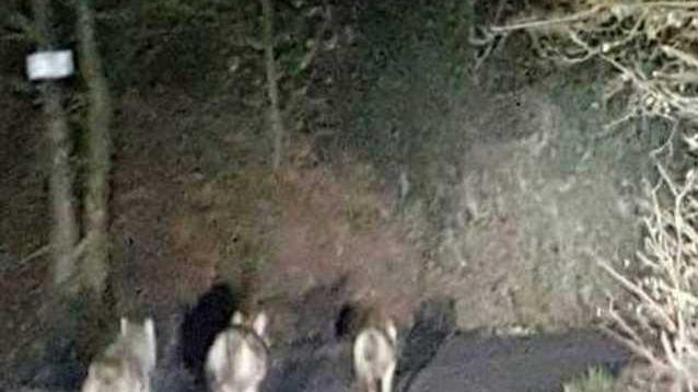 Camaiore, lupi in strada fotografati sulla via di Lucese