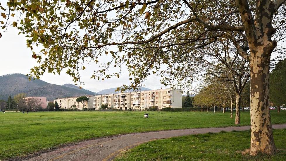 Per Natale regalo un albero al quartiere Prato Forest City, parte la raccolta fondi