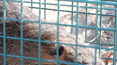 È ancora allarme nutrie In arrivo dal Comune cinque nuove trappole