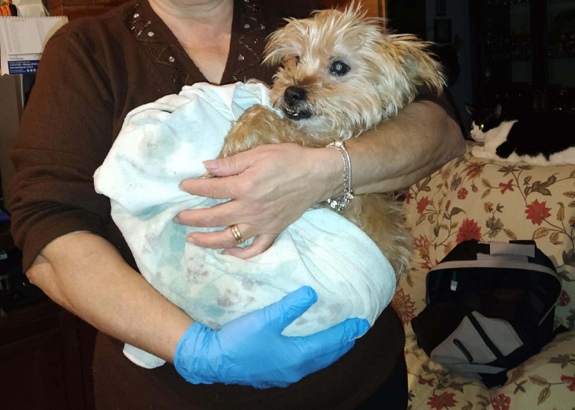 Il cane Charlie