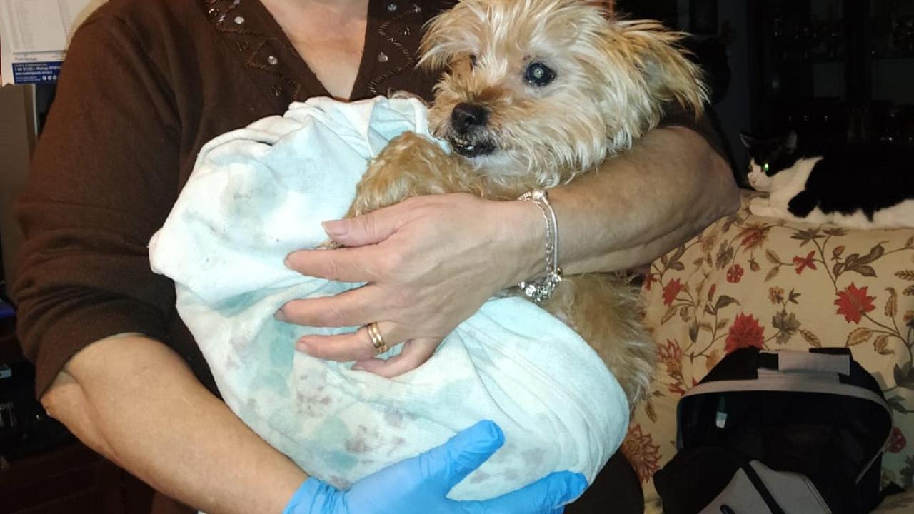 Il cane Charlie