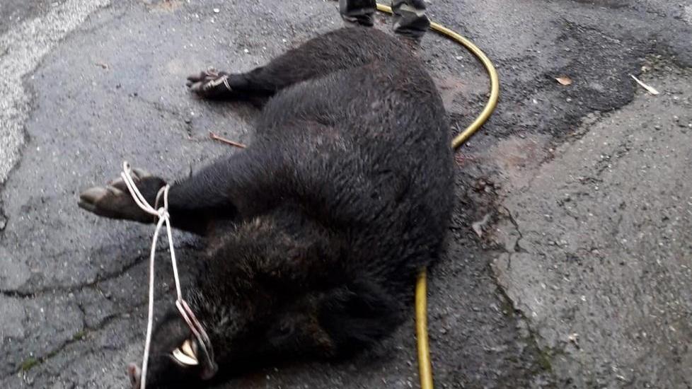 Cinghiale di 170 chili ucciso nel centro di Bagnone
