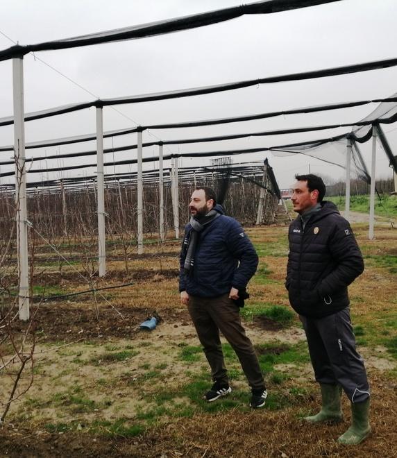 Abate, malattie e gelate portano all’abbandono «Deroga ai fitofarmaci»