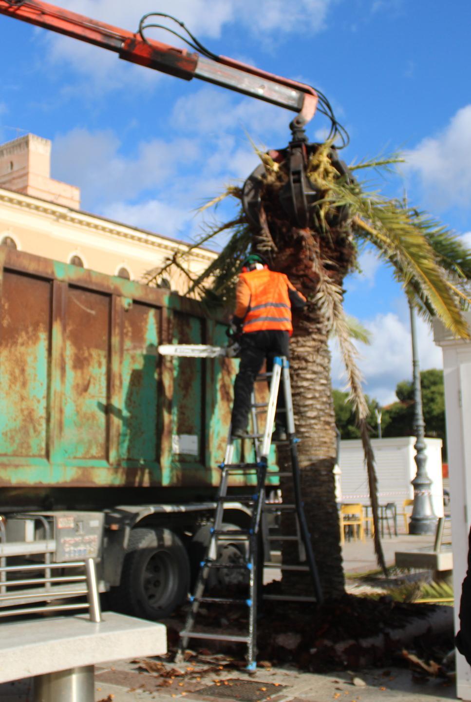 Via le palme devastate dal punteruolo rosso