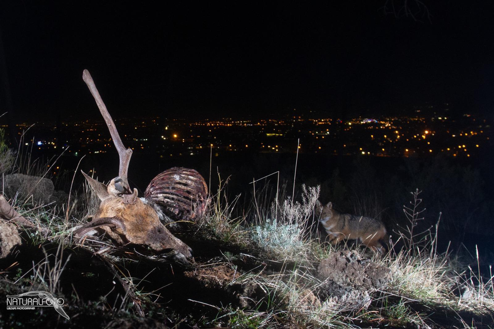 Lo sciacallo dorato dietro la carcassa di un altro animale immortalato da una foto-trappola