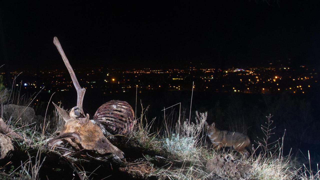 Lo sciacallo dorato dietro la carcassa di un altro animale immortalato da una foto-trappola