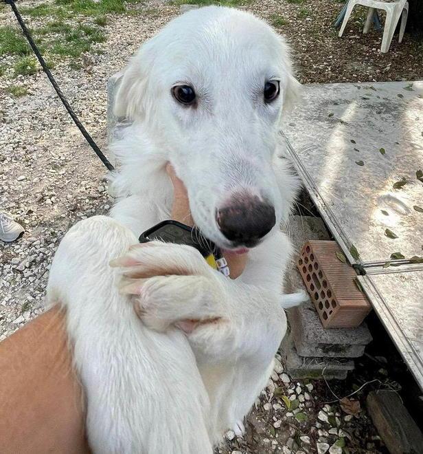 Luce, la cucciola non vedente salvata da una pisana
