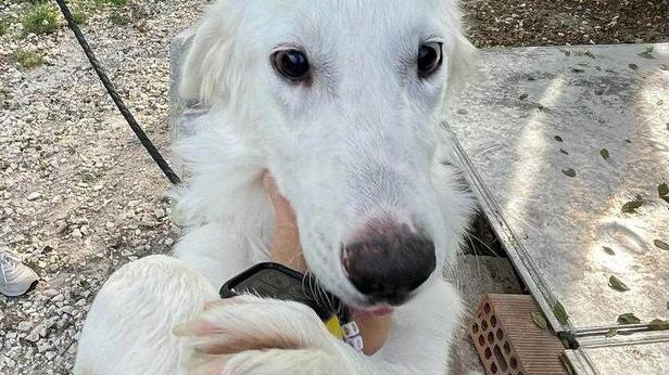 Luce, la cucciola non vedente salvata da una pisana