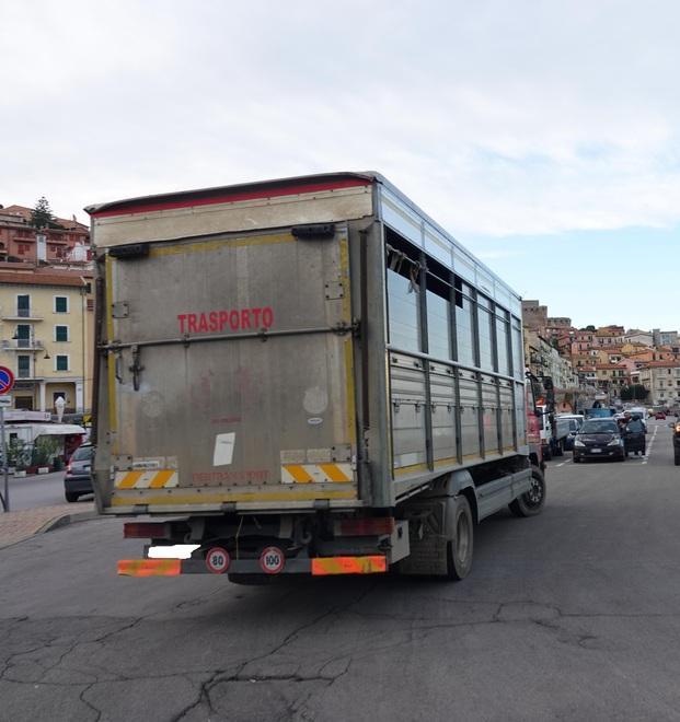 Sei mufloni trasferiti al Crasm di Semproniano: ora c’è il nodo risorse 