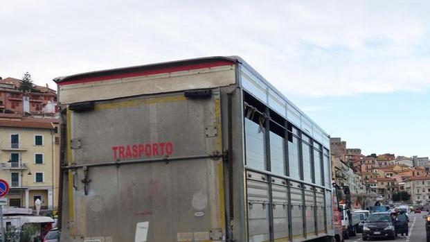 Sei mufloni trasferiti al Crasm di Semproniano: ora c’è il nodo risorse