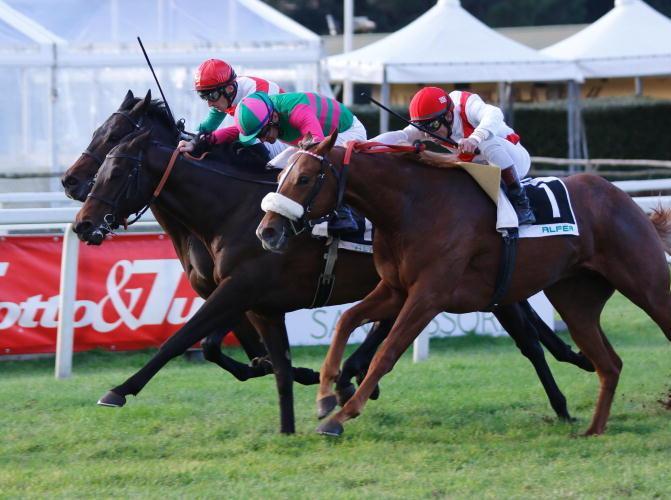 Galoppo, quanti arrivi testa a testa: il Criterium va a Vincere Insieme 