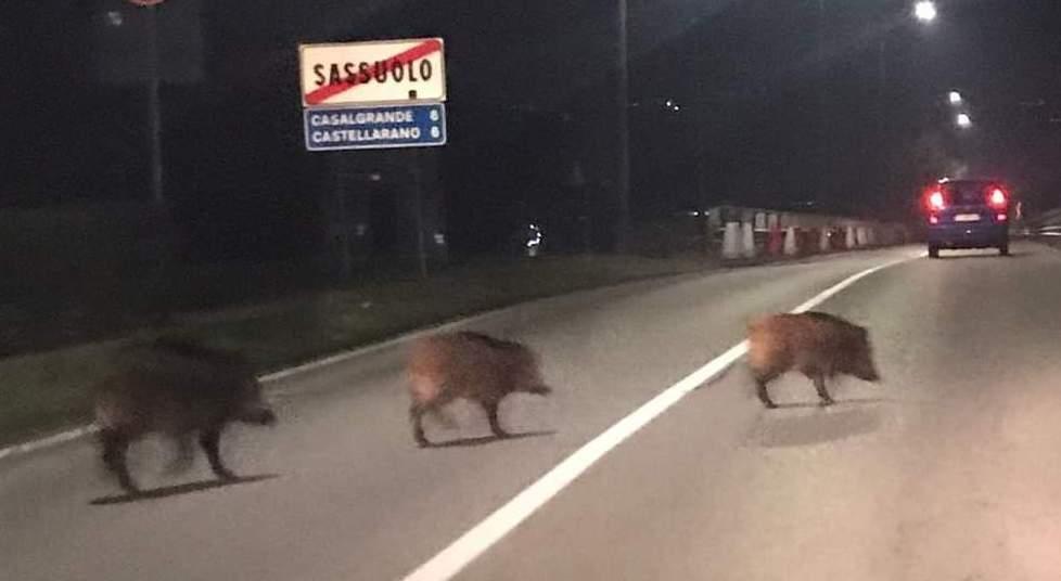 Sassuolo. Famiglia di cinghiali se ne va “a spasso” sul ponte della Veggia 