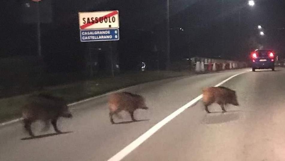Sassuolo. Famiglia di cinghiali se ne va “a spasso” sul ponte della Veggia