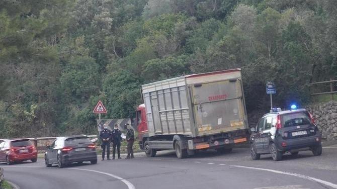 L'autista del camion che trasportava i mufloni dal Giglio a Semproniano, fermato dai carabinieri dopo la denuncia del fotografo Enzo Russo, in una foto scattata dallo stesso Russo