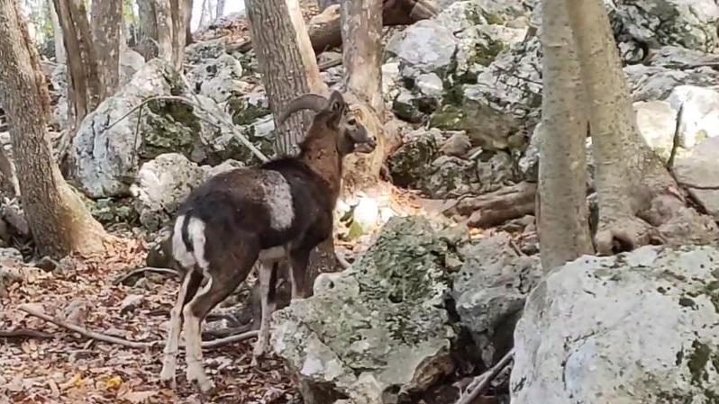 Liberati a Semproniano i primi tre mufloni scampati agli abbattimenti del Giglio - Video