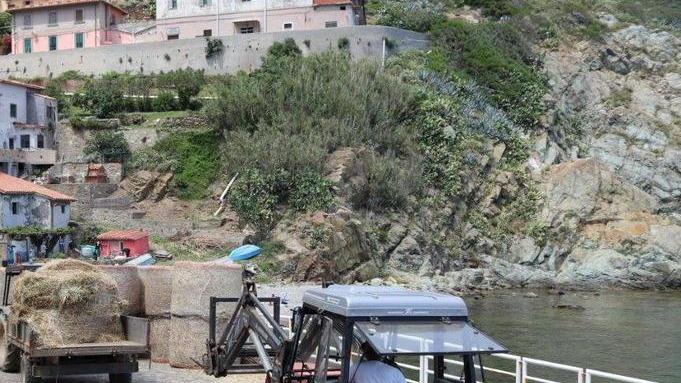 Detenuti al lavoro a Gorgona