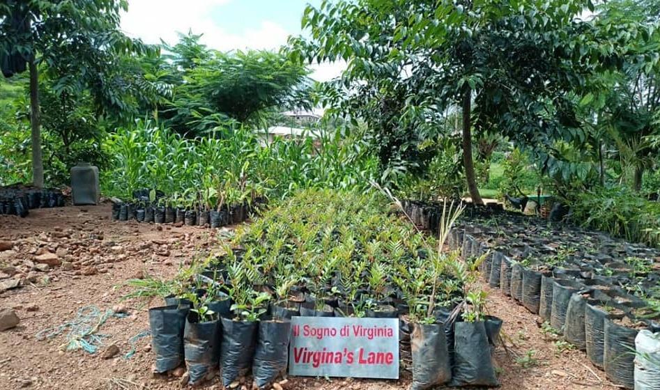 Un’oasi verde in Camerun: il sogno di Virginia è realtà 