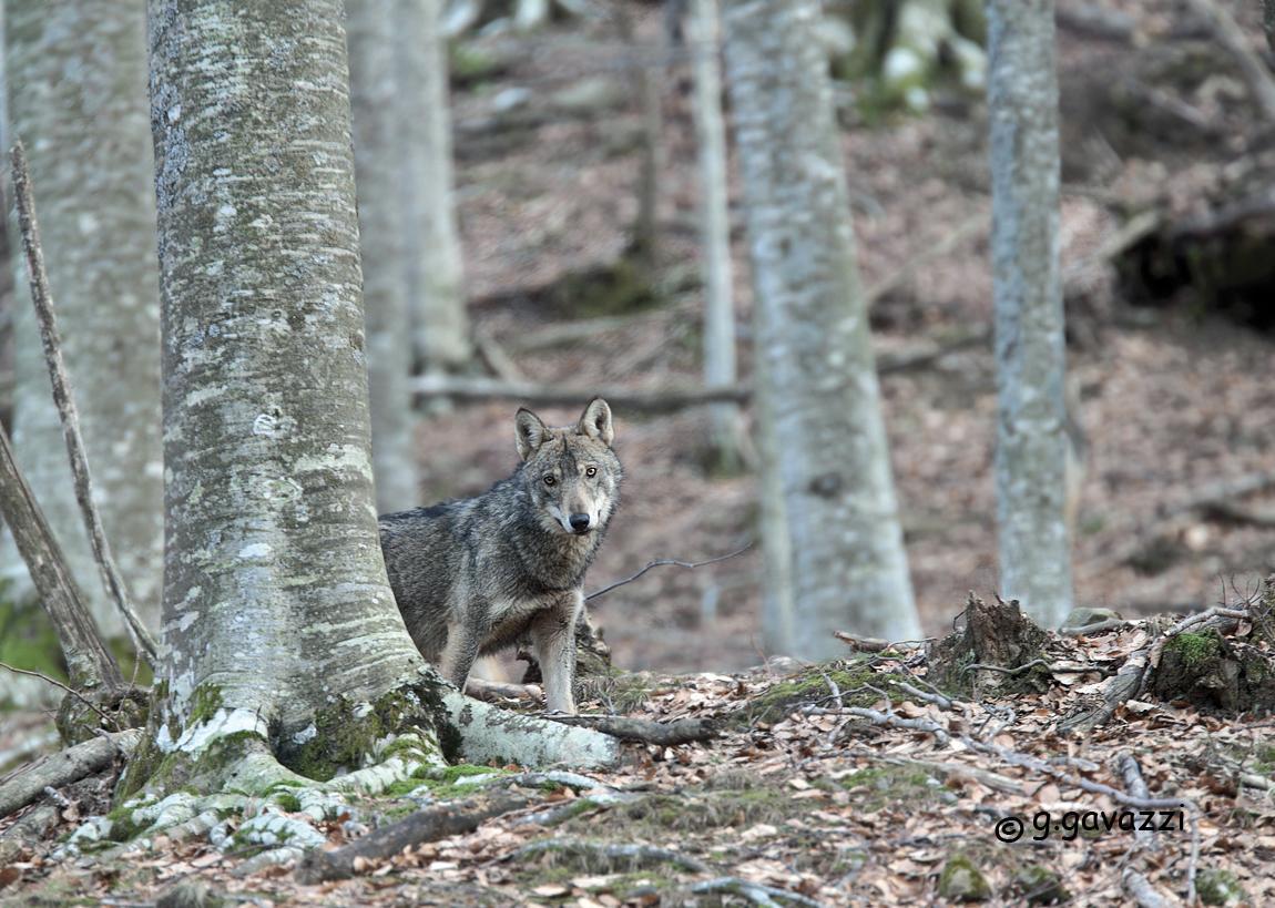 Un esemplare di lupo in un bosco (foto d'archivio)