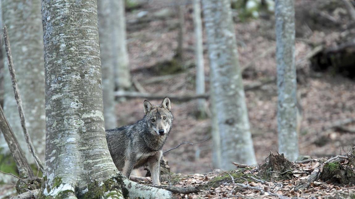 Un esemplare di lupo in un bosco (foto d'archivio)