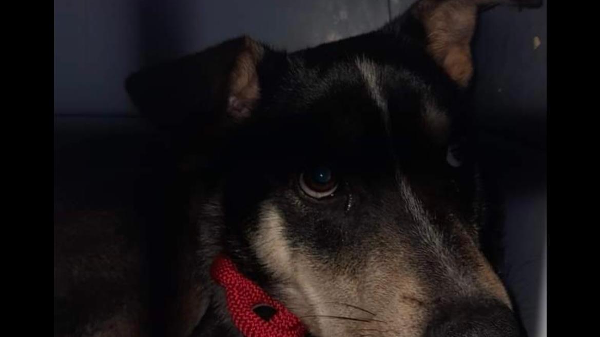 La lunga fuga del piccolo Gero: il cane ritrovato dopo 137 giorni nascosto nei boschi della Versilia