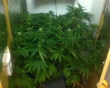 Piantine di marijuana