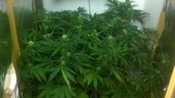 Piantine di marijuana