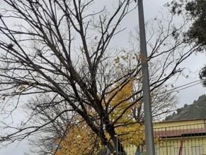 Paese al buio: albero abbattuto finisce sui fili della luce