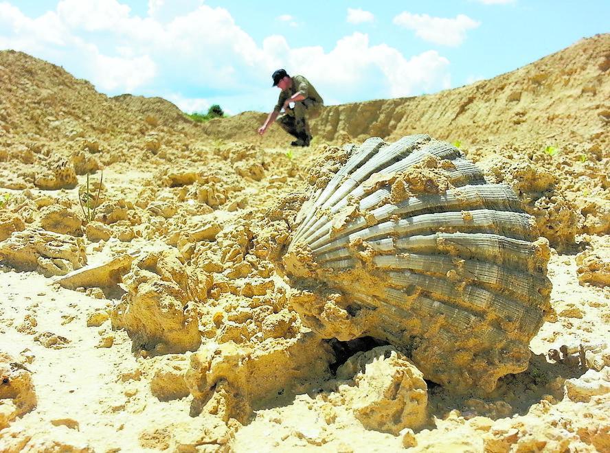 Primo piano di una conchiglia rinvenuta  neall'area dove è stata scoperta la barriera corallina a Fauglia