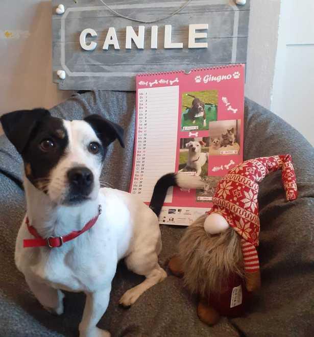 Calendari e idee regalo per le feste di Natale che aiutano canili e rifugi 