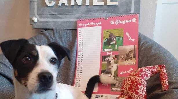 Calendari e idee regalo per le feste di Natale che aiutano canili e rifugi