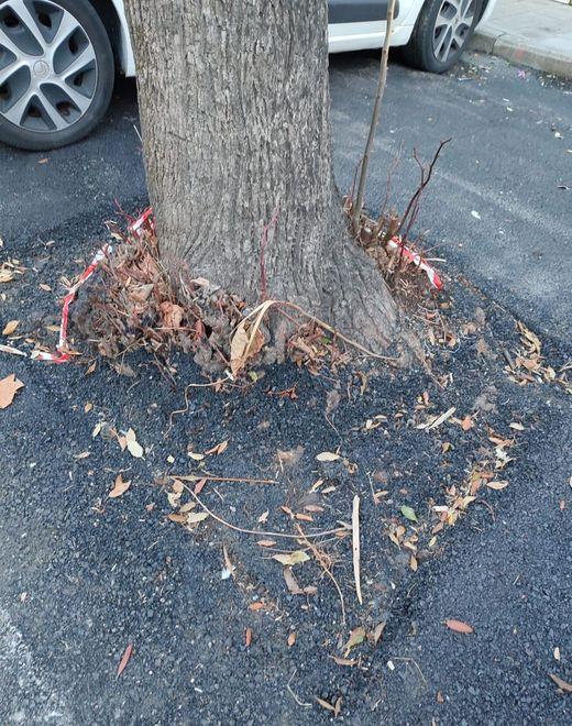 Basi degli alberi asfaltate