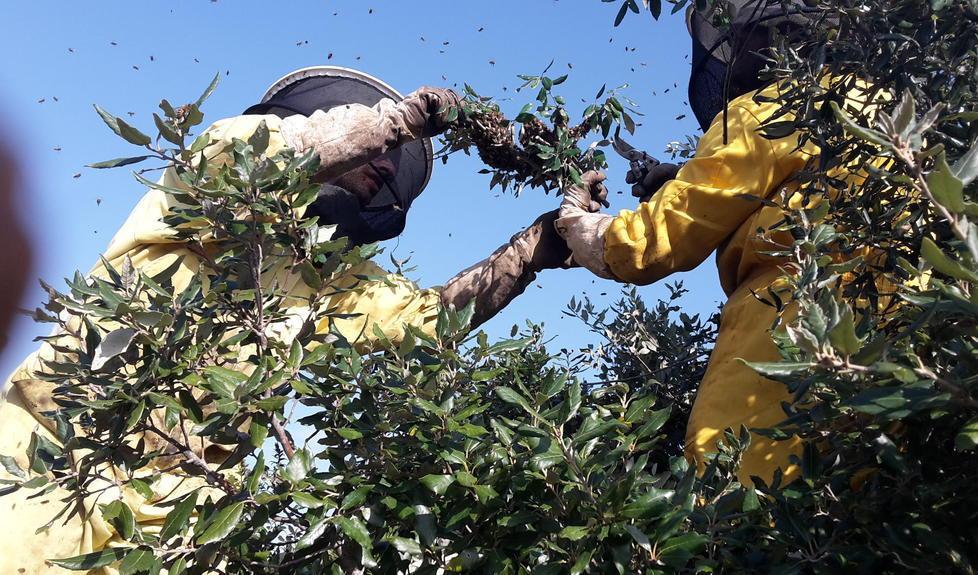 Miele, api e alveari in pericolo nido di vespa velutina a Marina 