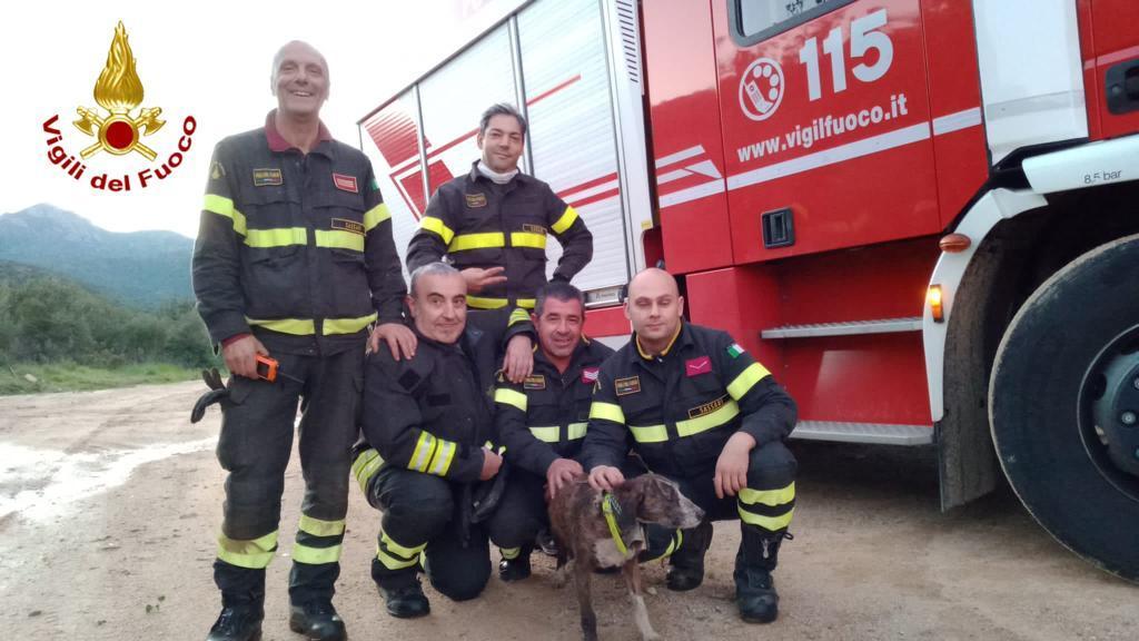 Cade in un anfratto a Monte Ruju: i vigili del fuoco di Olbia salvano la cagnetta Gemma