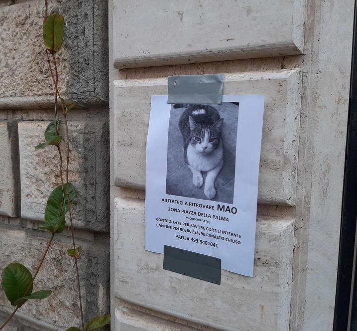 Uno dei volantini attaccati in centro storico per ritrovare il gatto Mao (foto Agenzia Bf)