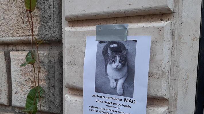 Uno dei volantini attaccati in centro storico per ritrovare il gatto Mao (foto Agenzia Bf)