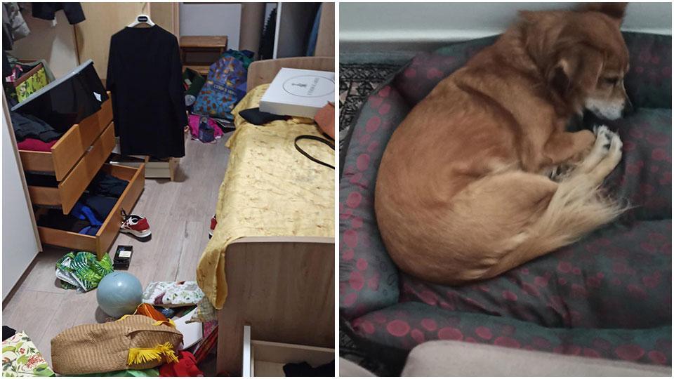 Una delle stanze della casa messe a soqquadro dai ladri e Maggie, la cagnetta di casa